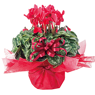 〈ドゥースメールフタバ〉シクラメン5号鉢