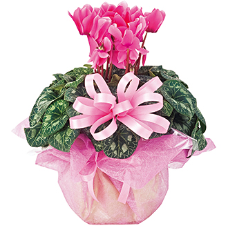 〈ドゥースメールフタバ〉シクラメン6号鉢