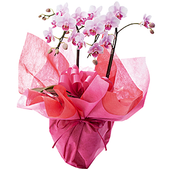 〈ドゥースメールフタバ〉ミニ胡蝶蘭(2本立)