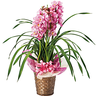 〈ドゥースメールフタバ〉シンビジュームバスケット