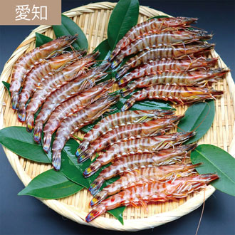 愛知 三河湾産 天然車えび